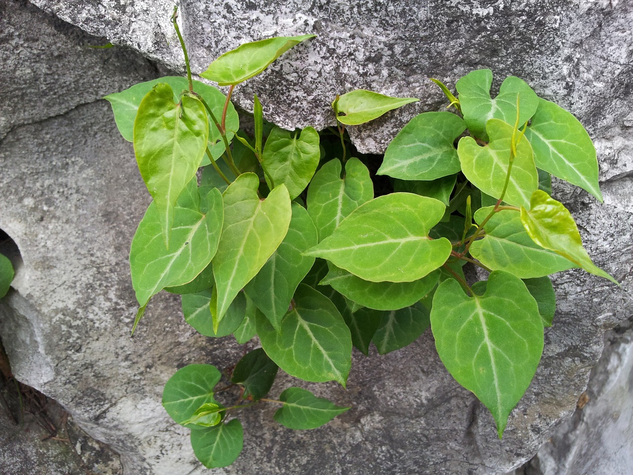 flower plant green plants free photo