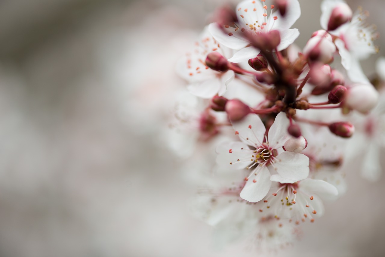 flower blossom spring free photo