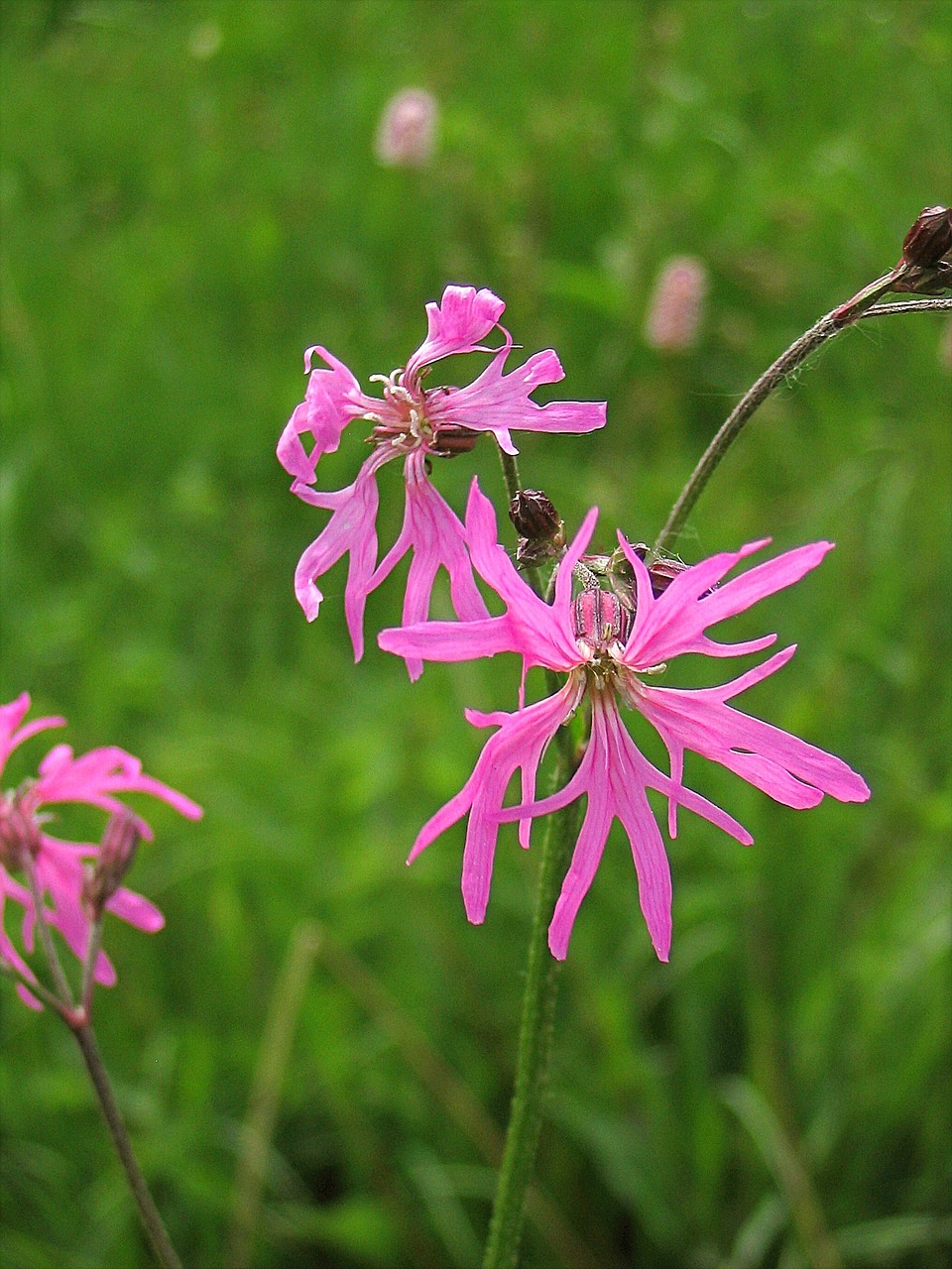 flower pink campion free photo