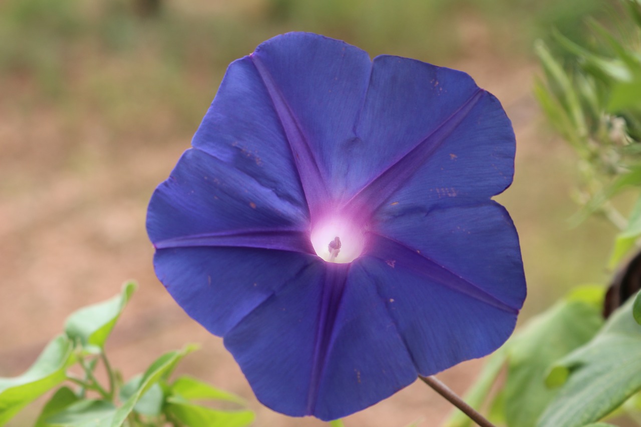 flower blue blossom free photo