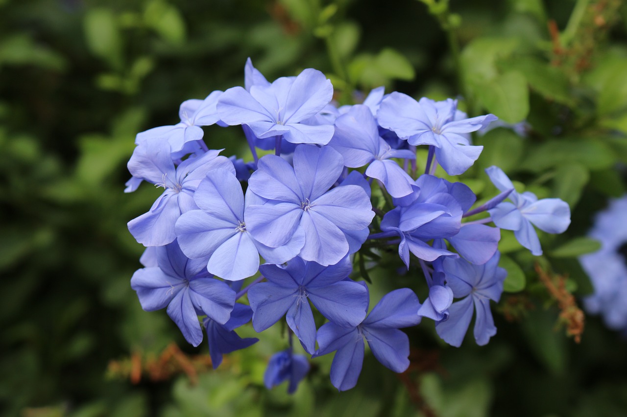 flower blue plant free photo