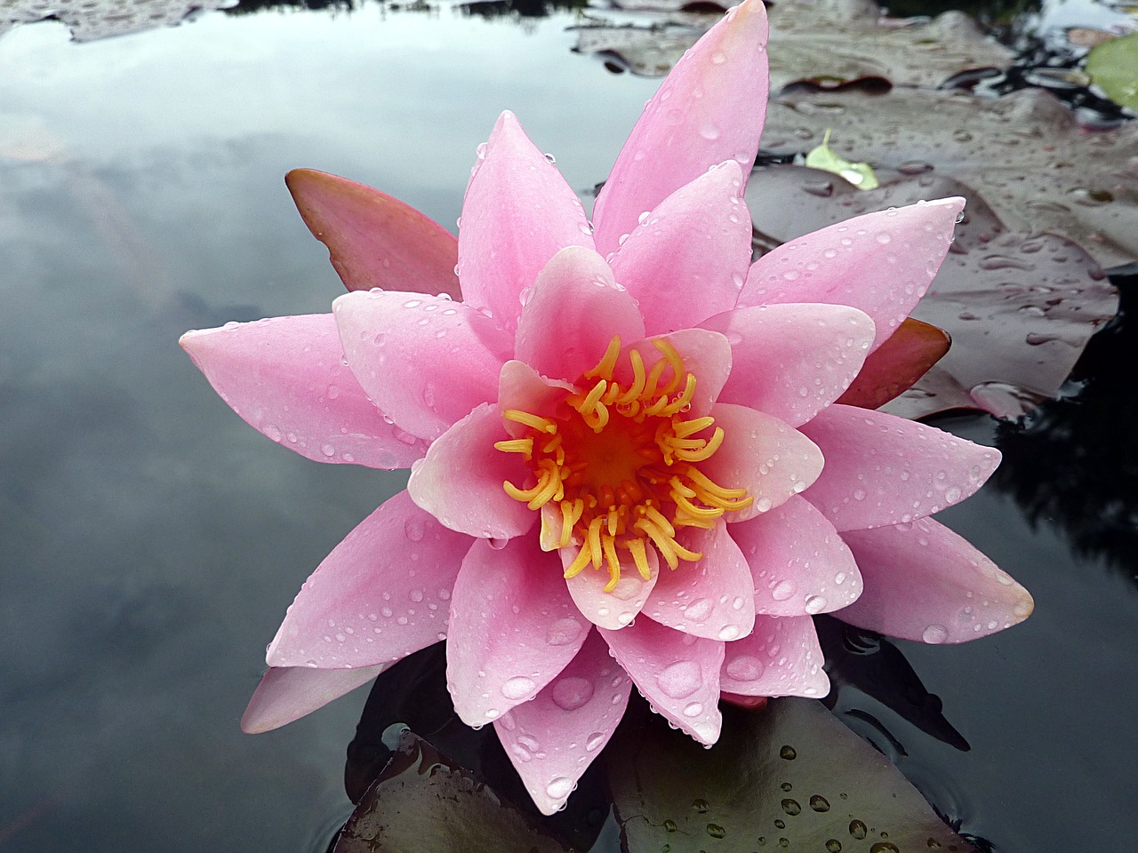 flower water lily pink free photo