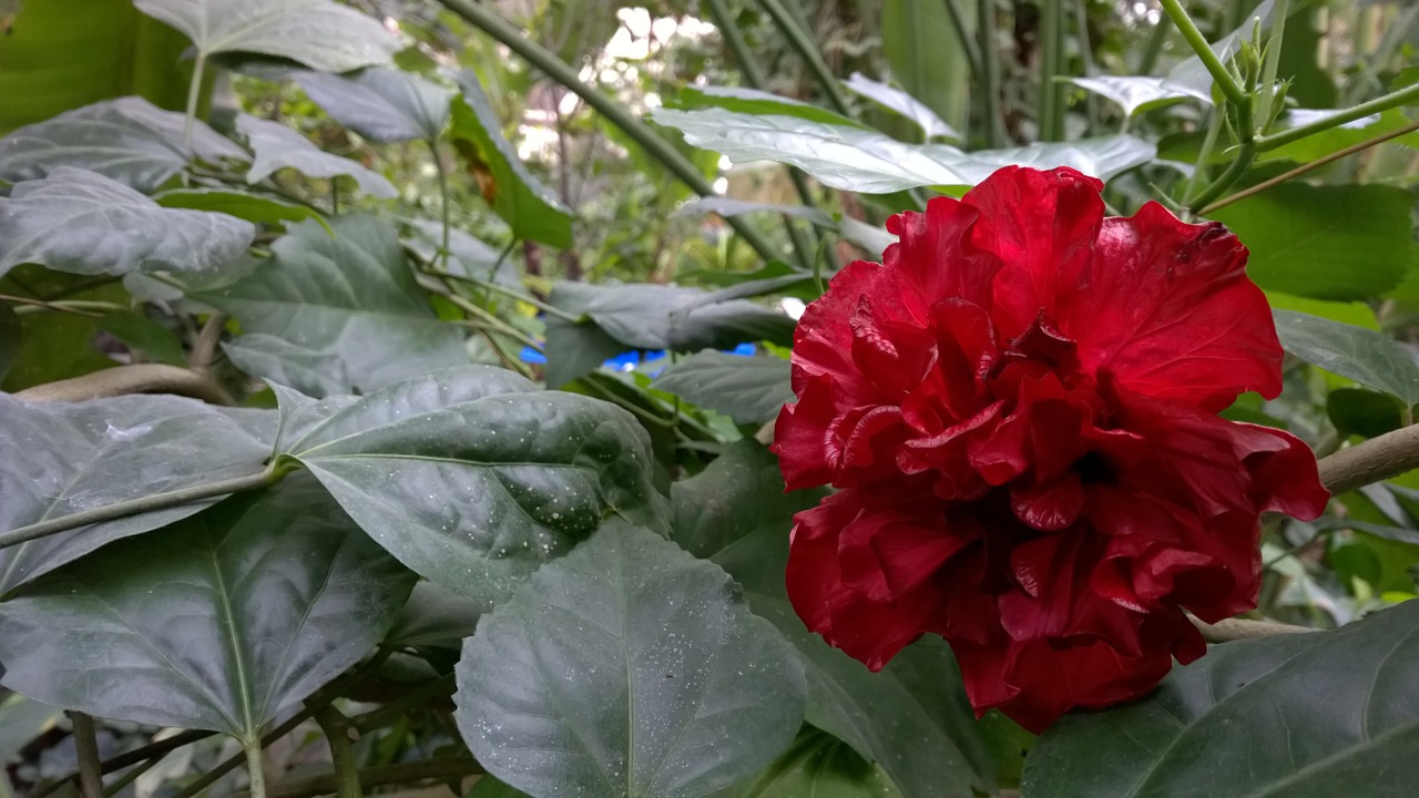 flower red rose free photo