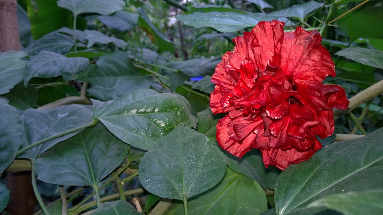 flower red rose free photo