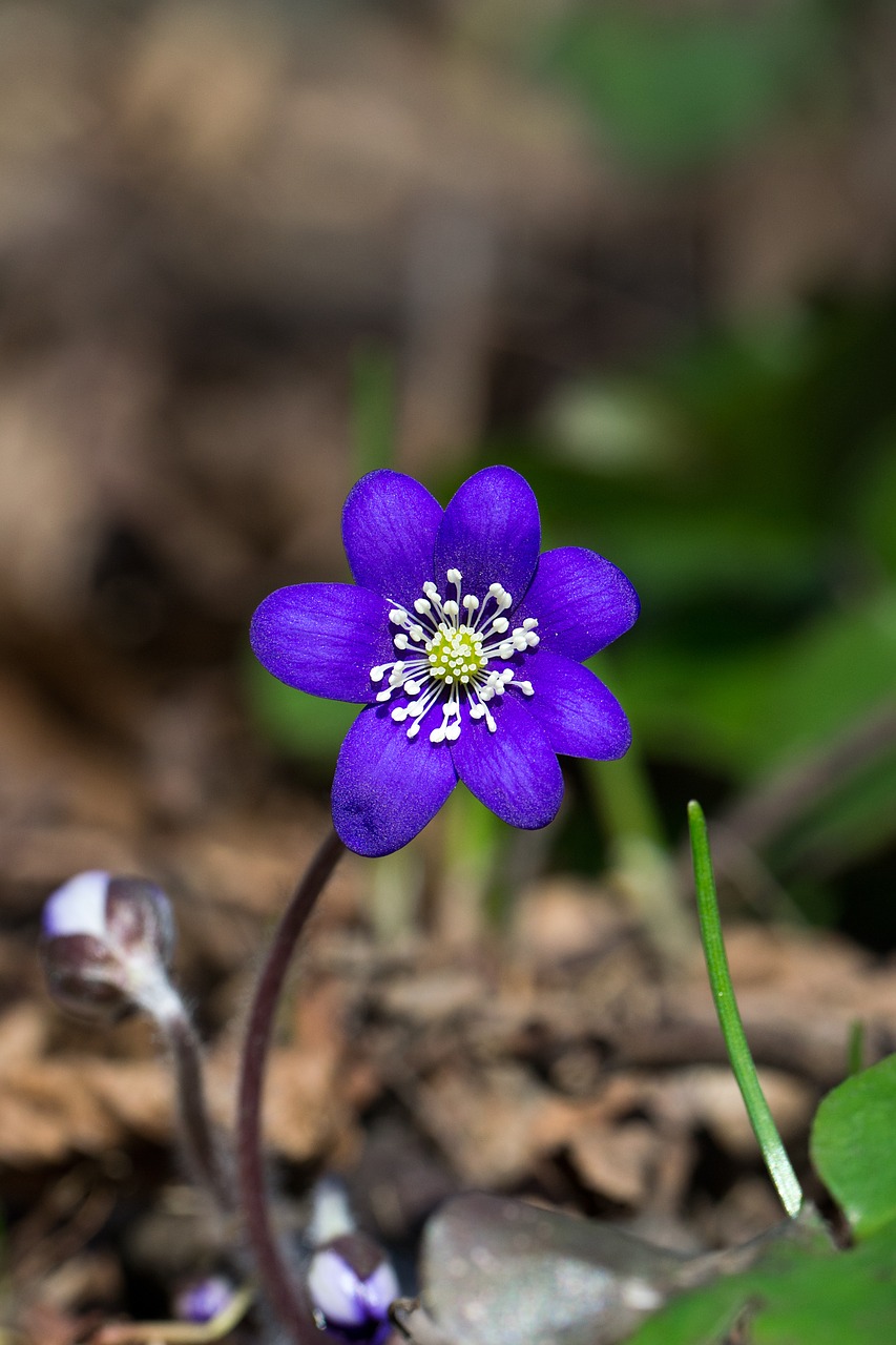 flower blue forest free photo