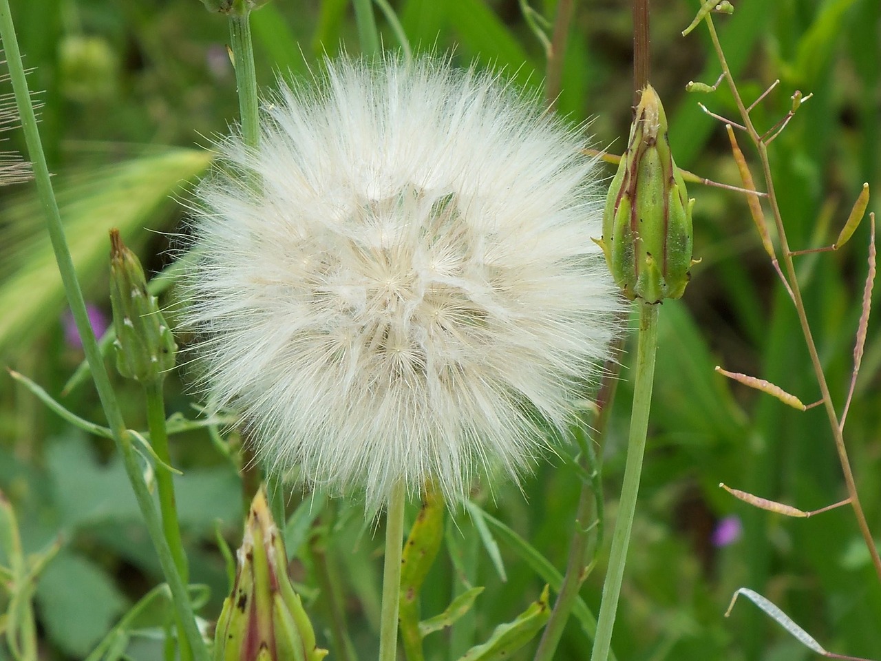 flower nature serengeti field free photo