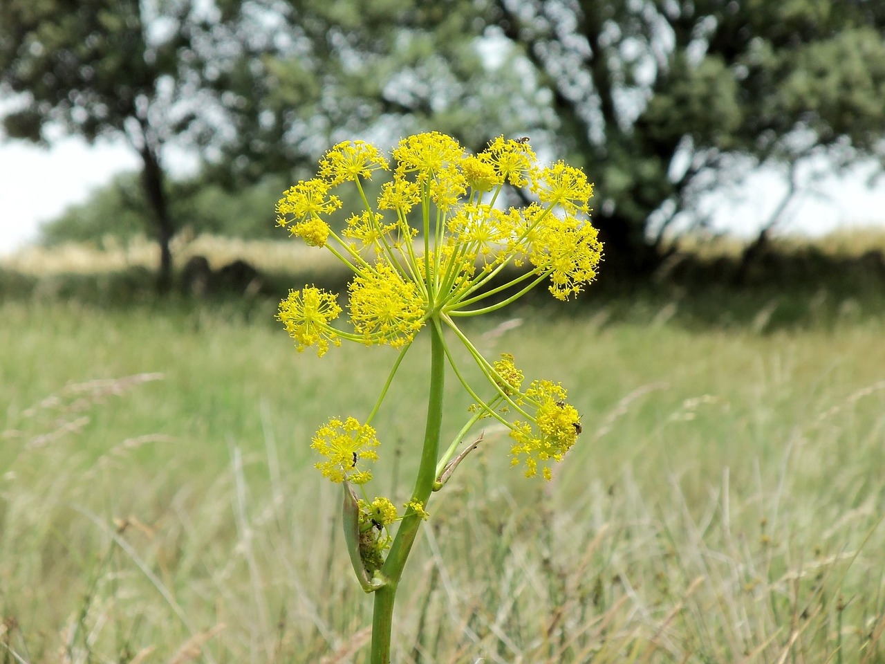 flower nature serengeti field free photo