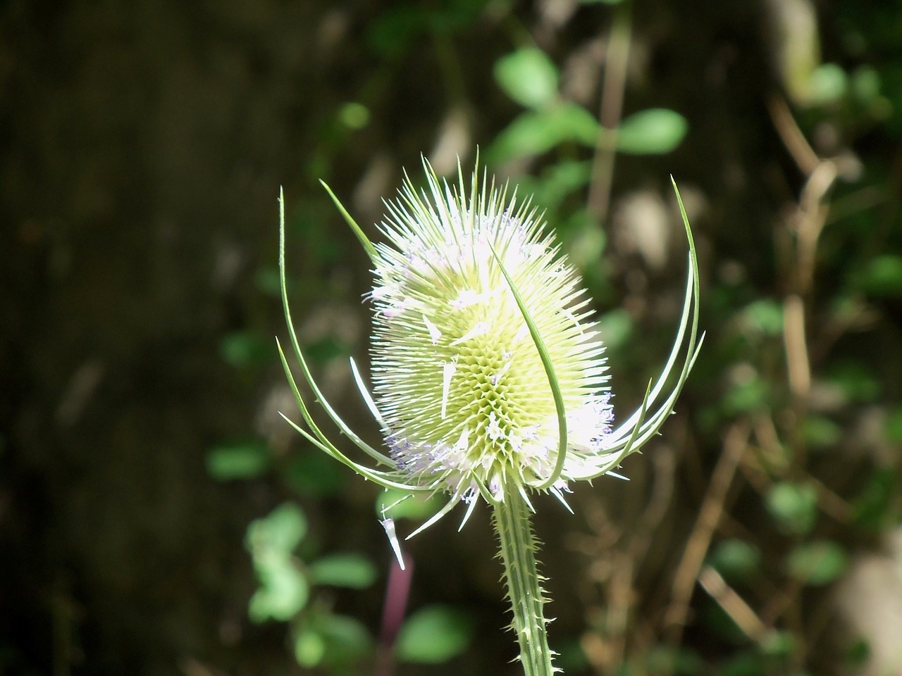 flower nature serengeti field free photo