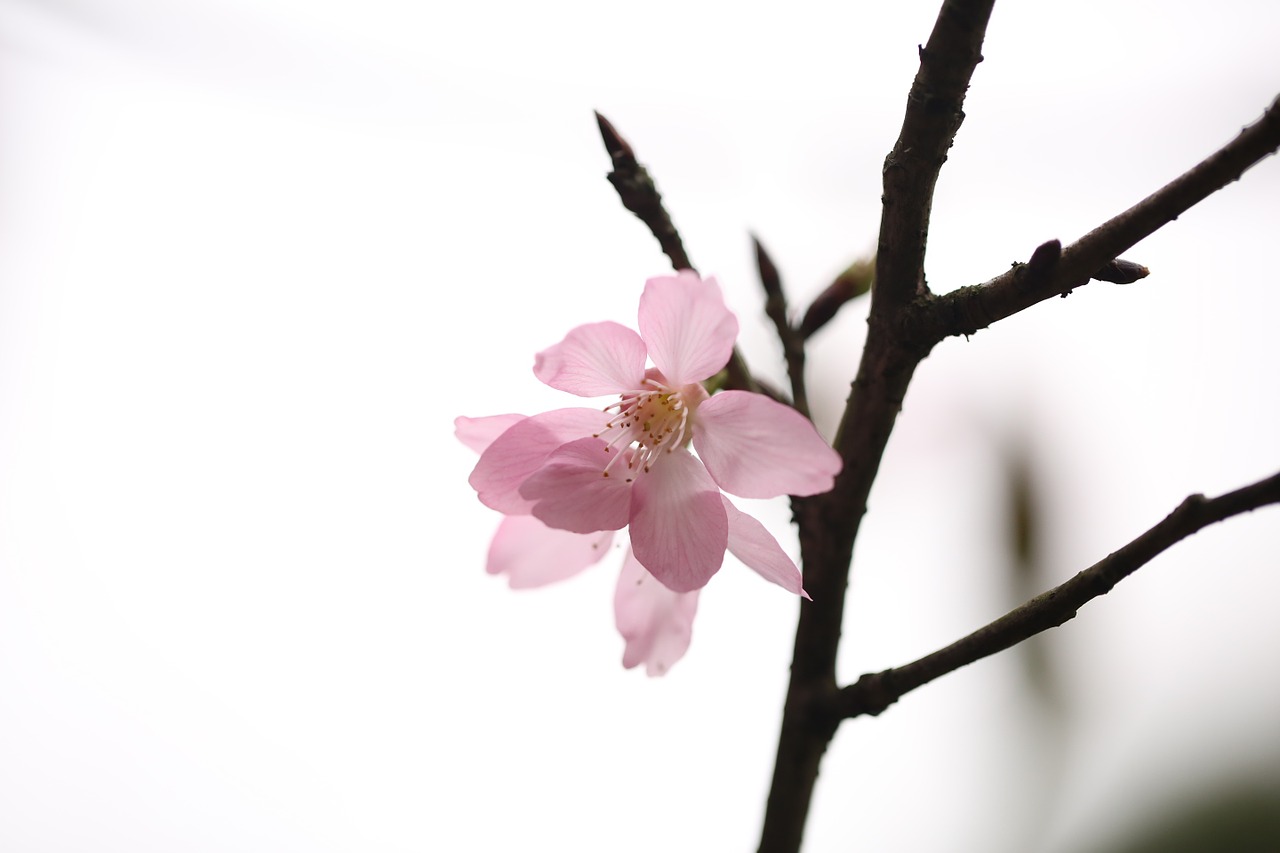 flower plant spring free photo