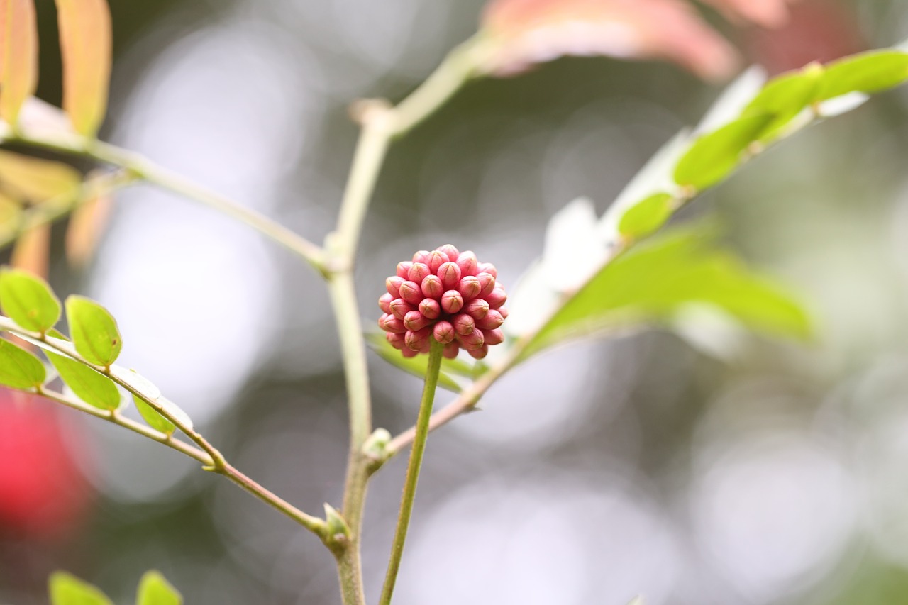 flower green sprout free photo