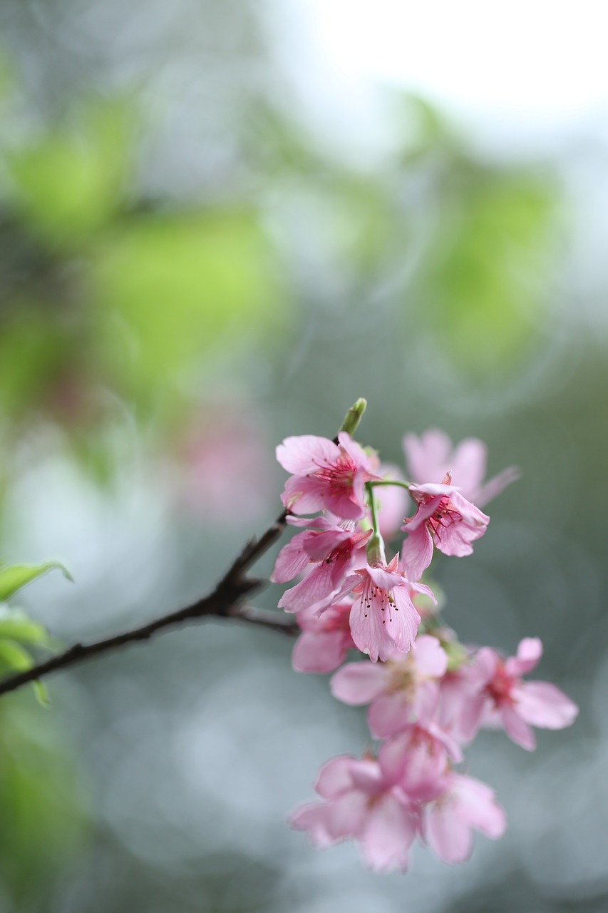 flower spring pink free photo