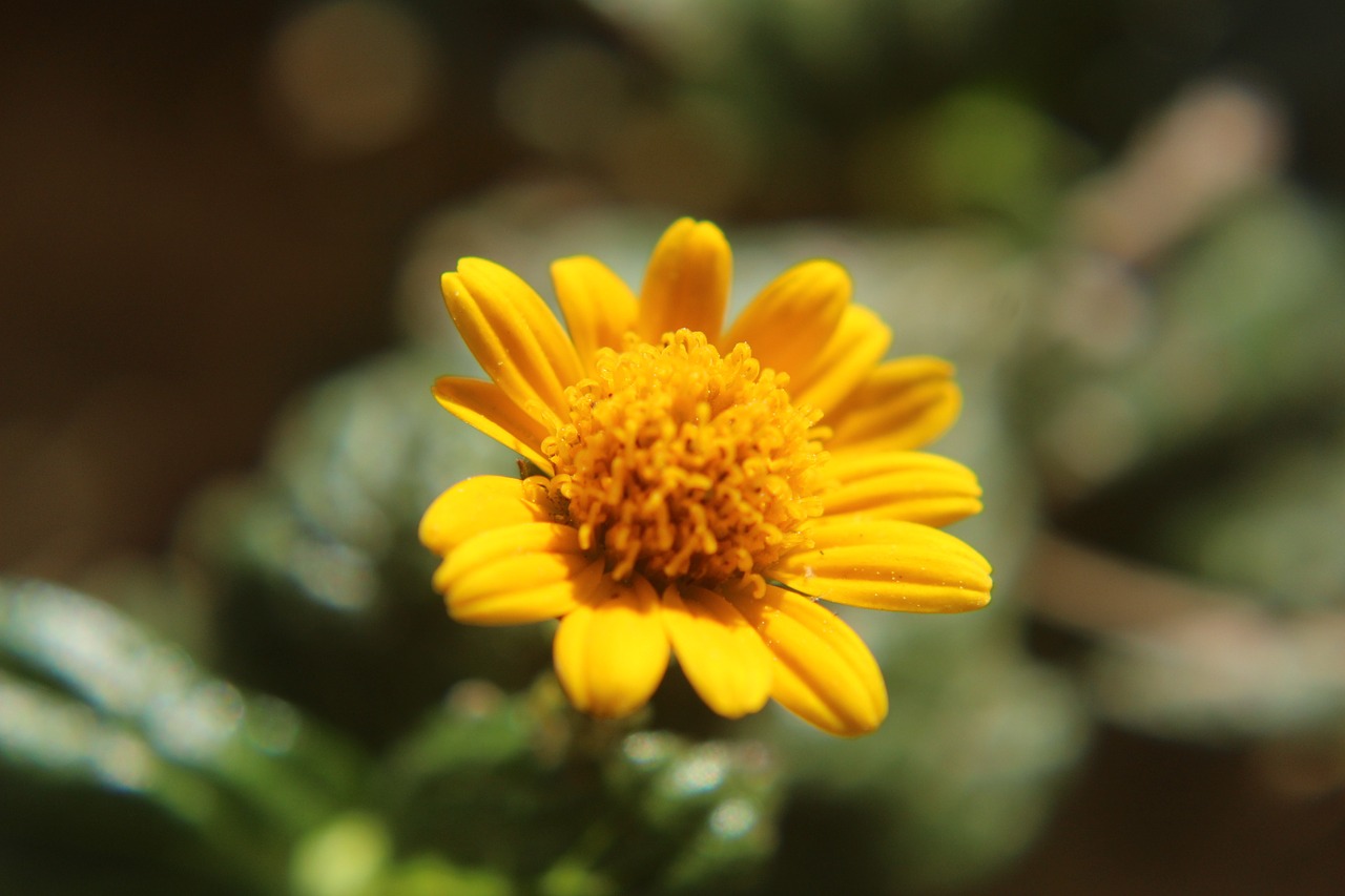 flower yellow blossom free photo