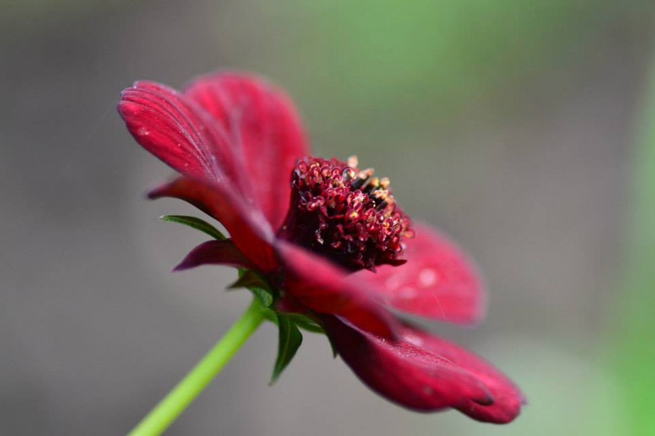 flower red garden free photo