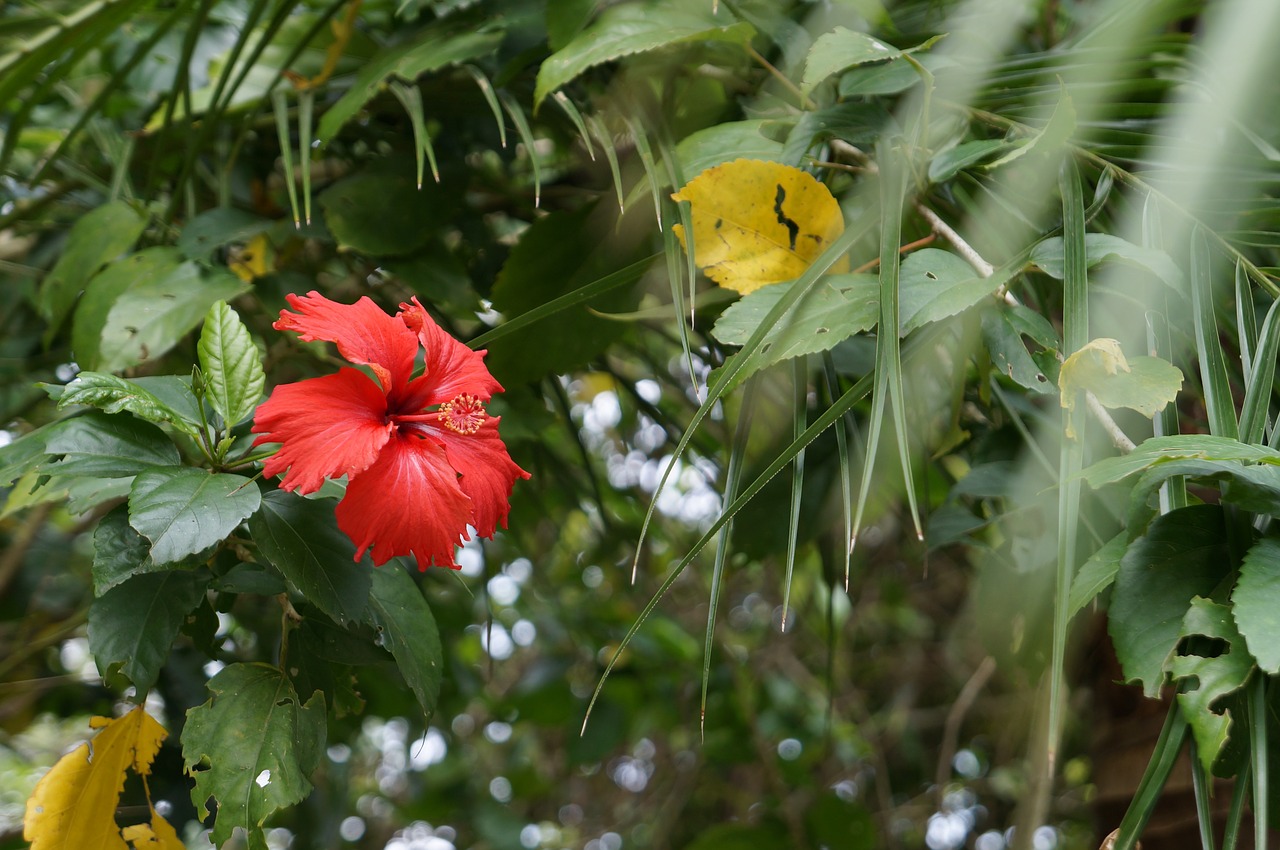 flower plant material free photo