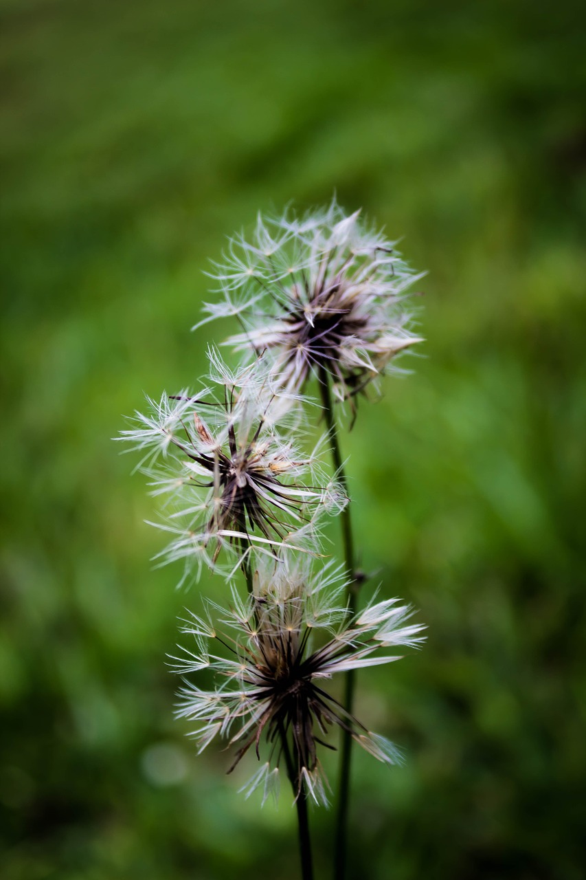 flower nature flowers free photo