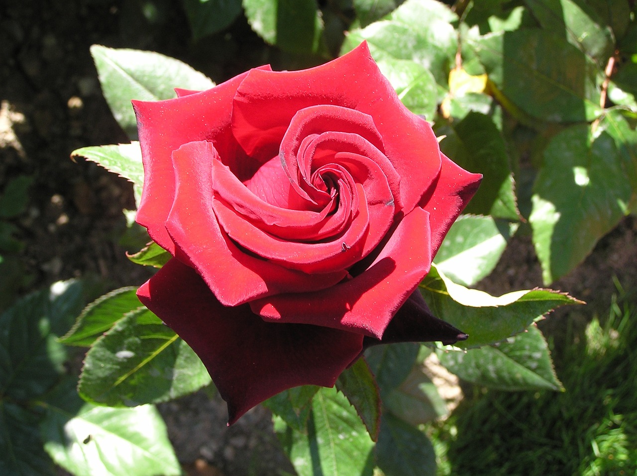 flower pink red free photo