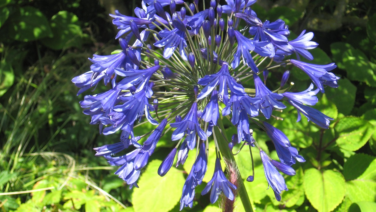 flower blue nature free photo