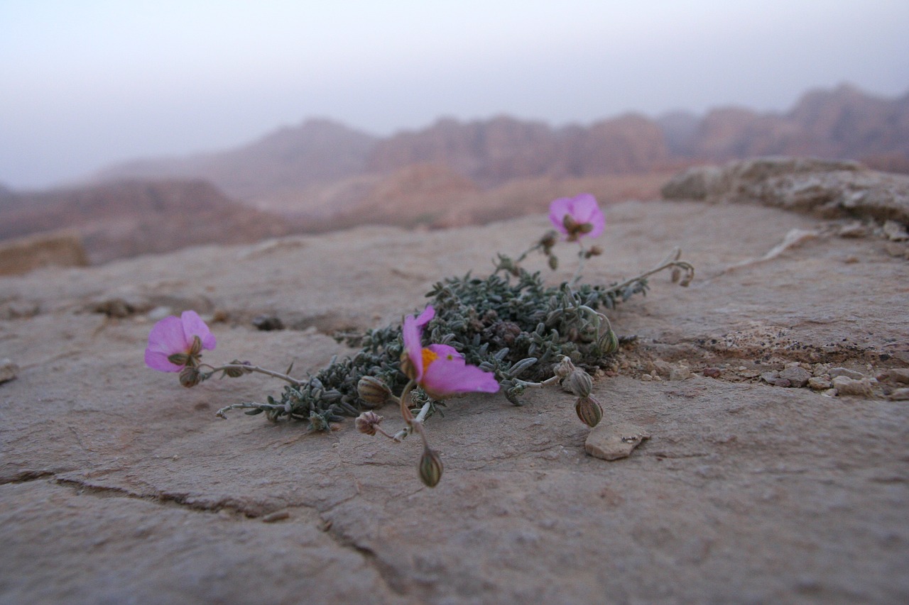 flower rock nature free photo