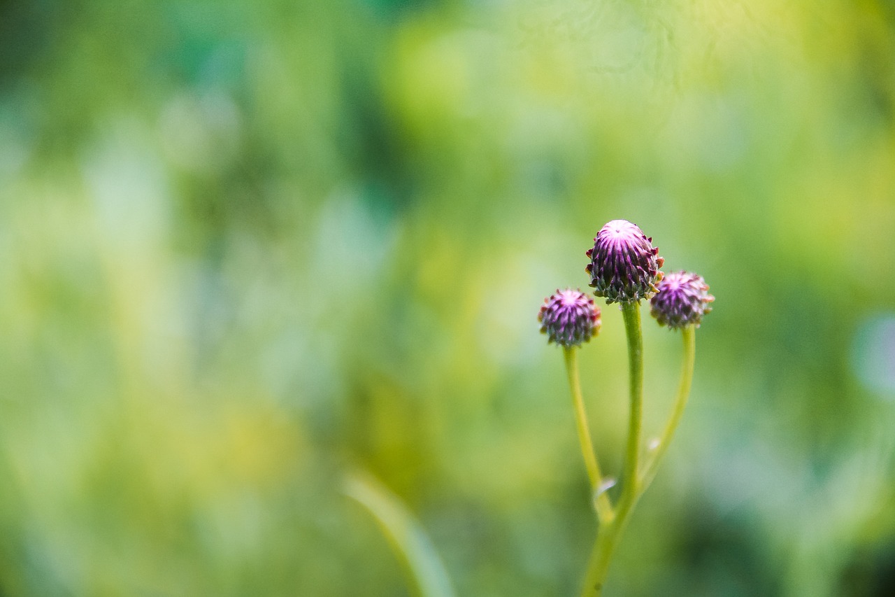 flower nature spring free photo