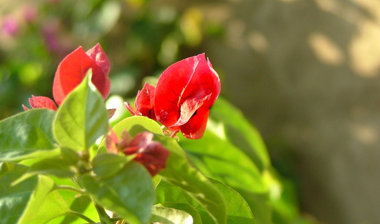 flower red plant free photo