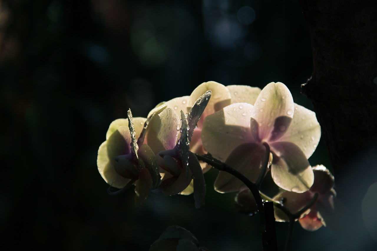 flower plant nature free photo