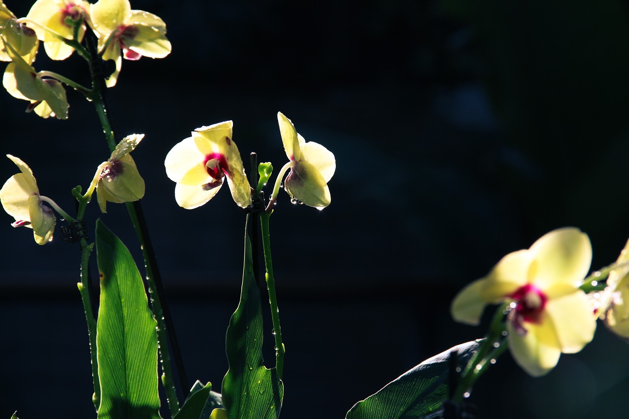 flower plant nature free photo