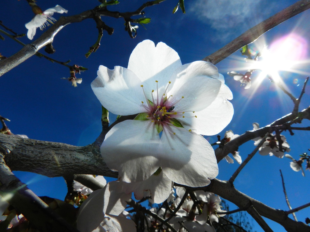 flower white almond tree nature free photo