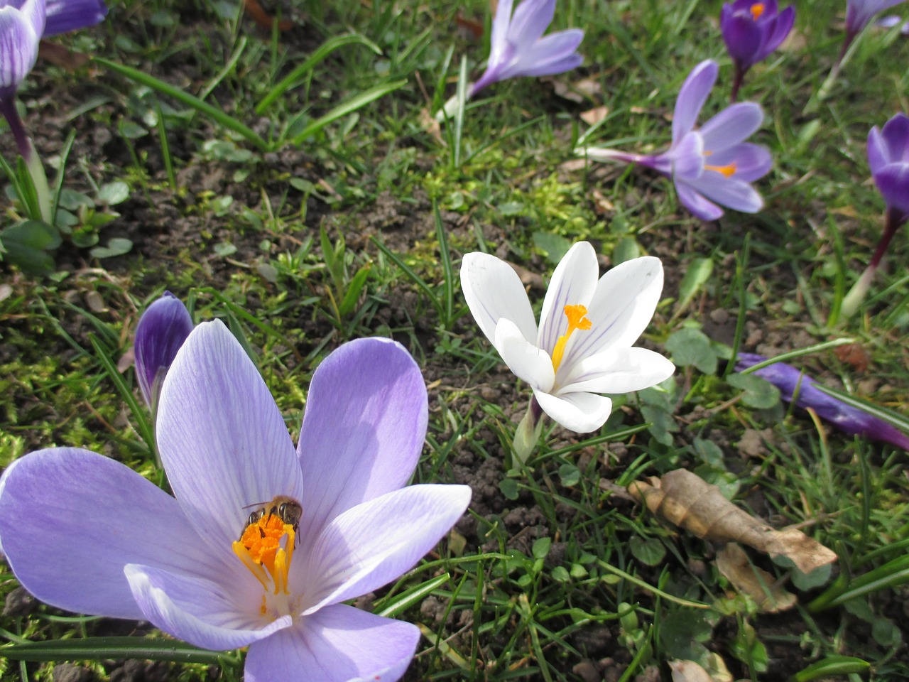 flower crocus purple free photo