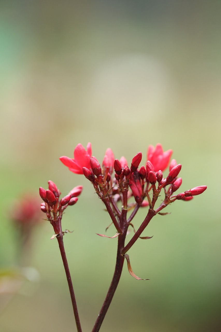 flower red spring free photo