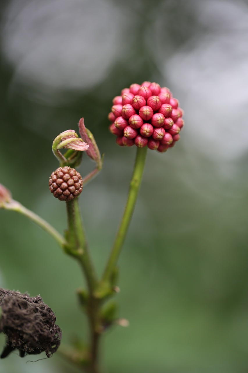 flower red spring free photo