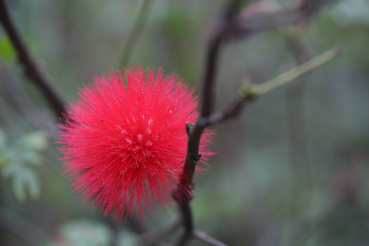 flower red spring free photo