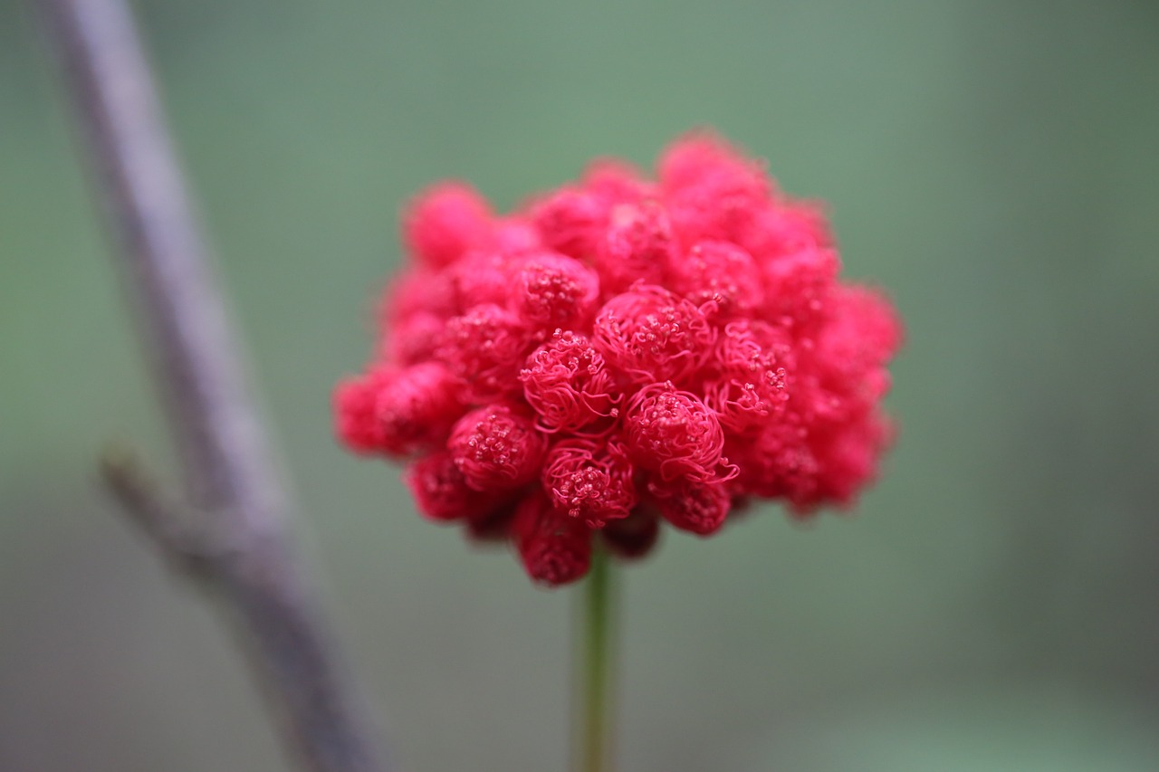 flower red spring free photo