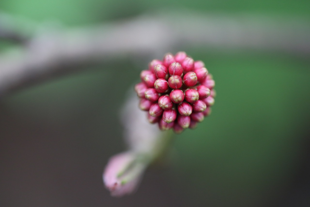 flower red spring free photo