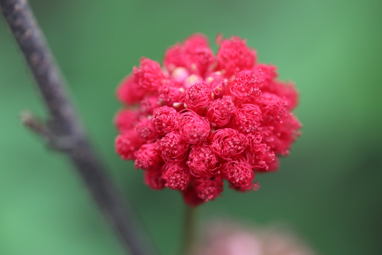 flower red spring free photo