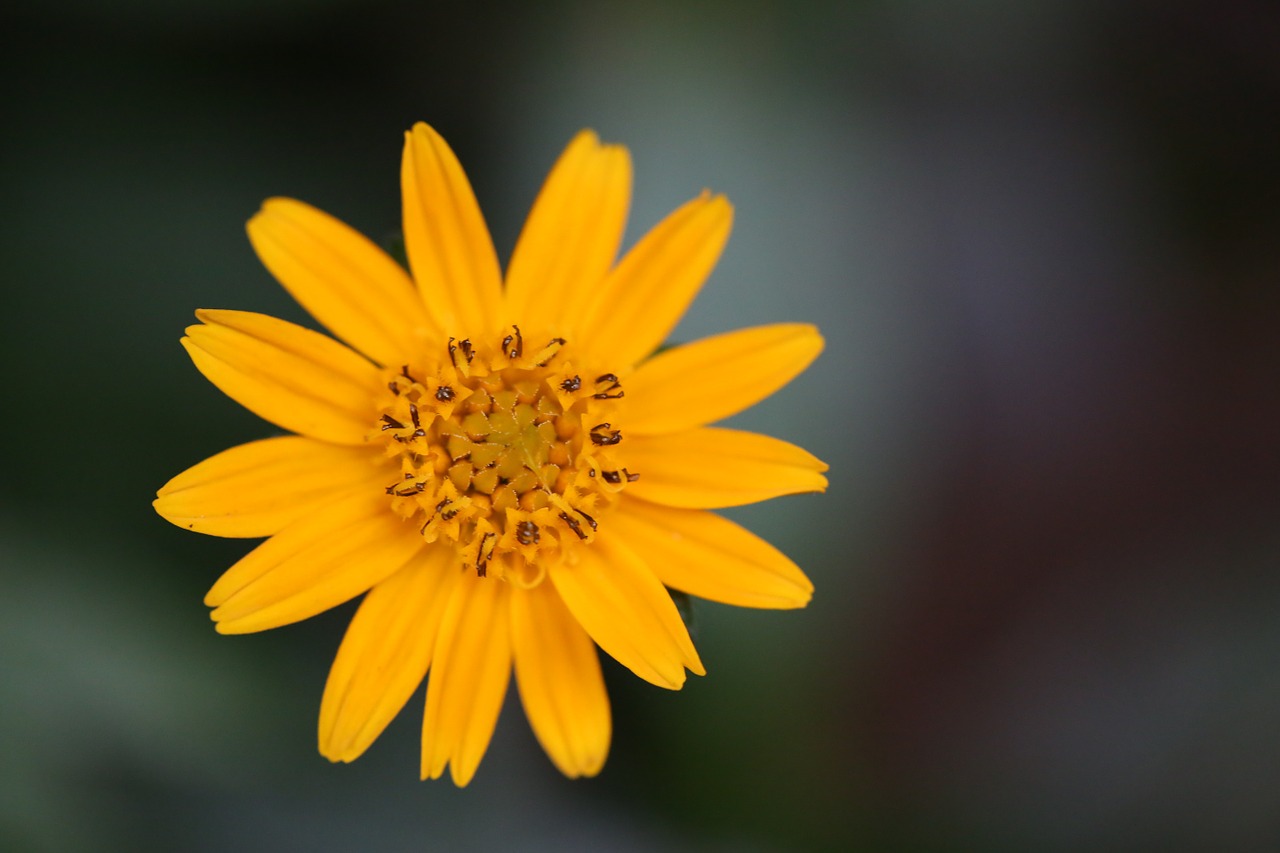 flower chrysanthemum yellow free photo