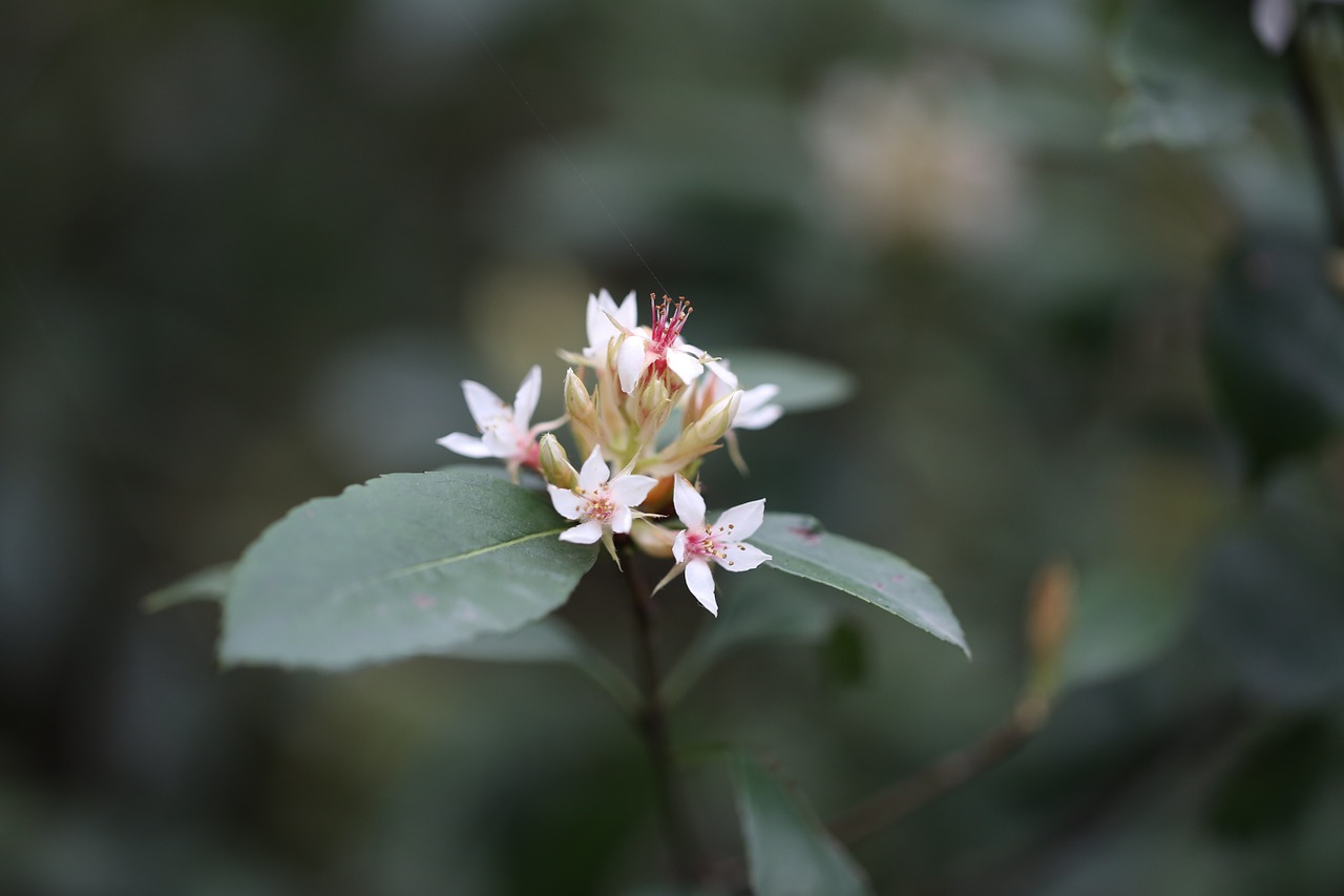 flower white spring free photo