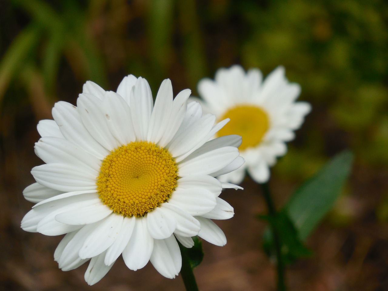 flower daisy nature free photo