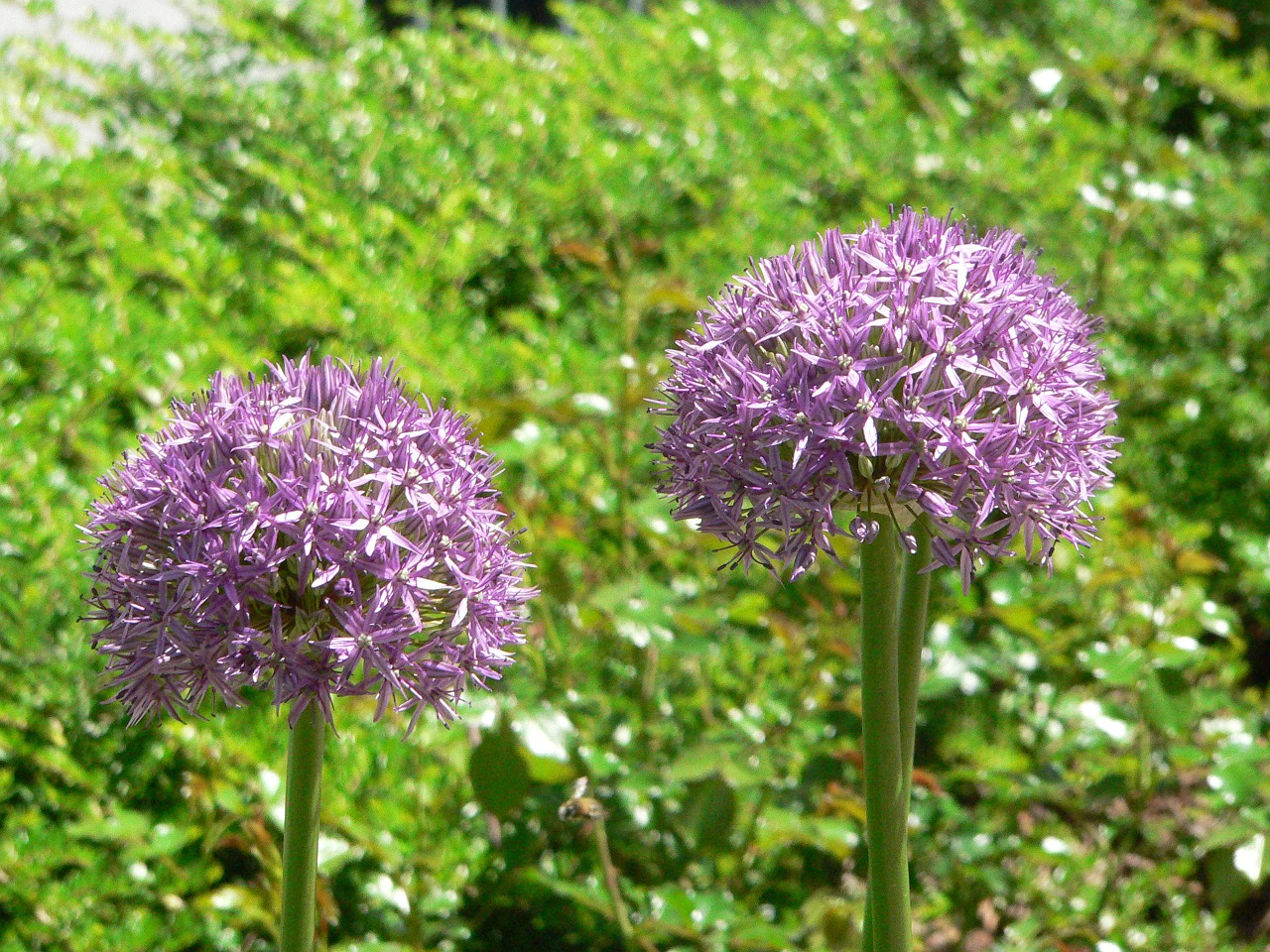 flower plant nature free photo