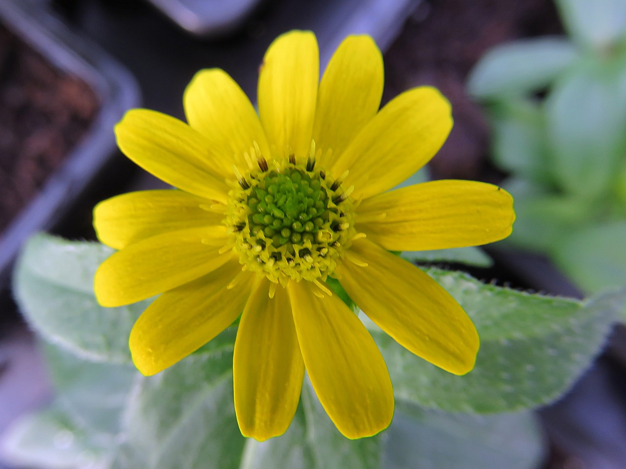 flower nature yellow free photo