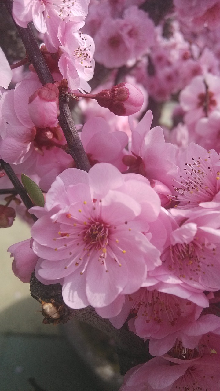 flower spring pink free photo