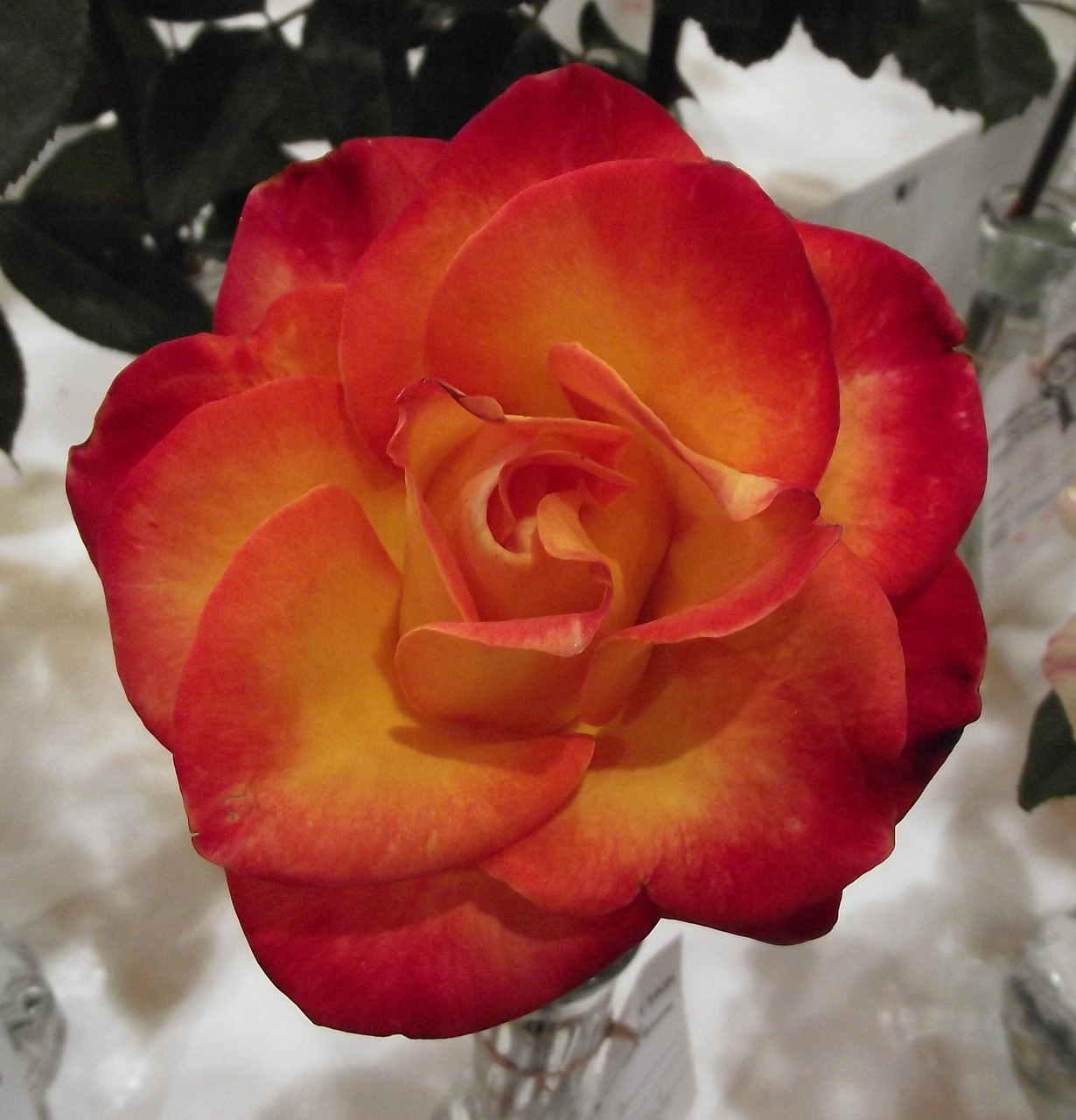 flower rose red free photo