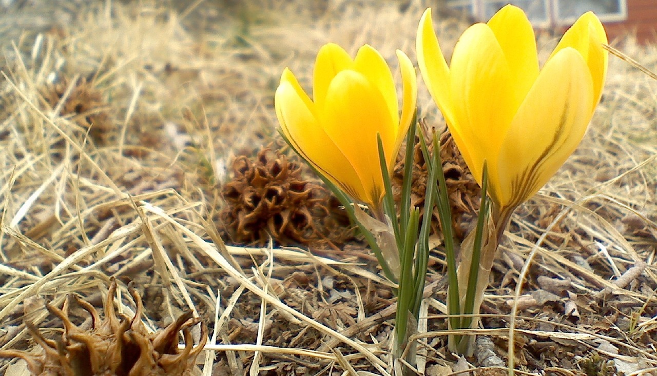 flower crocus snow free photo