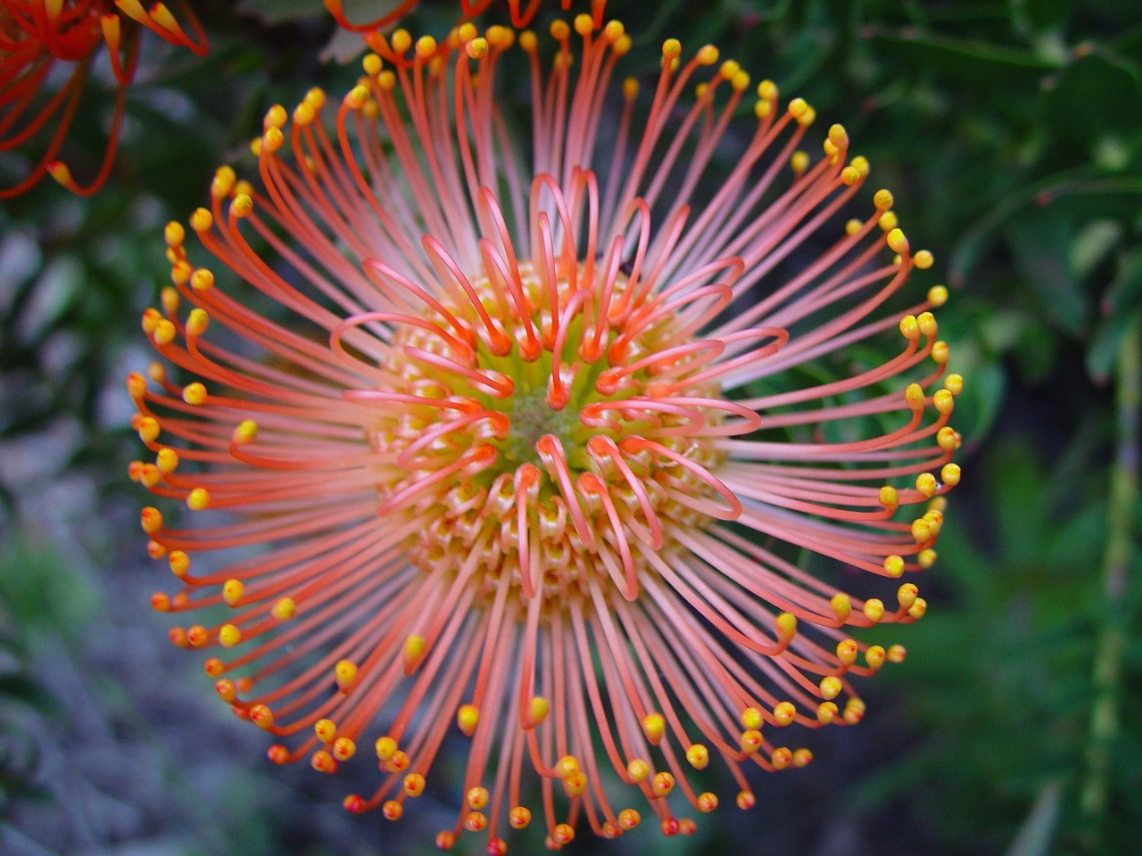 flower protea macro free photo