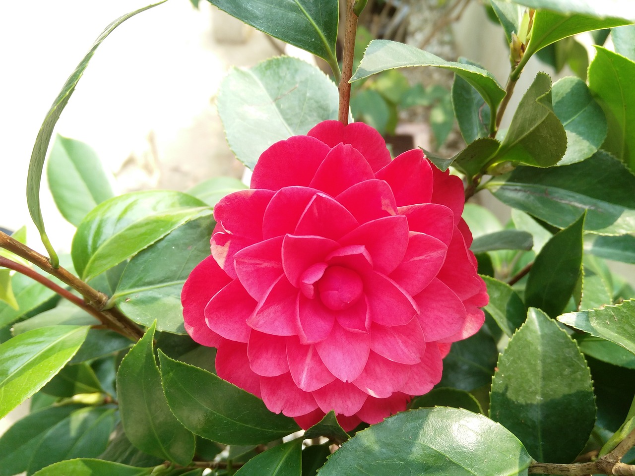 flower camellia tea flower free photo