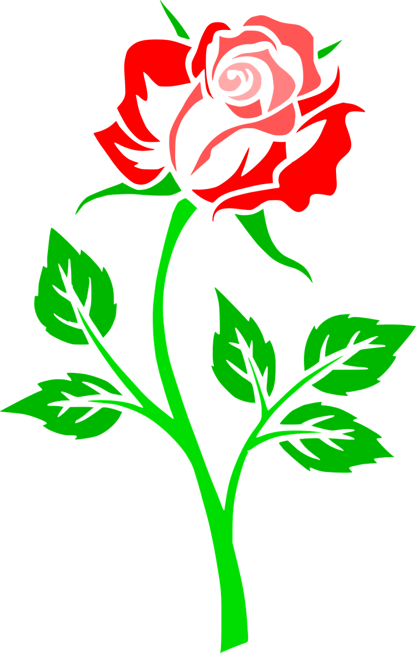 flower rose contour free photo