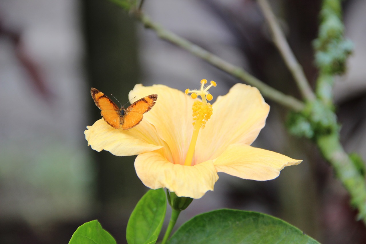 flower butterfly insect free photo
