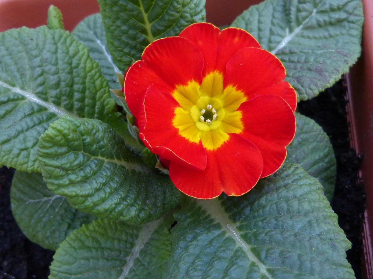 flower red macro free photo