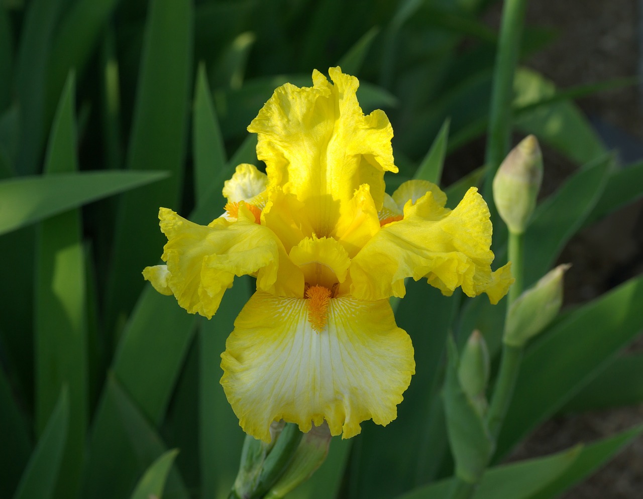 flower iris yellow free photo