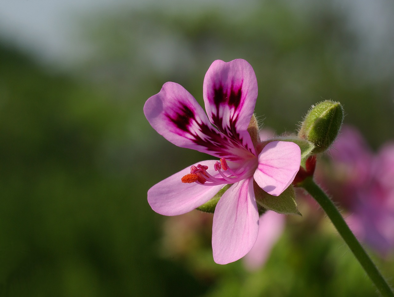 flower geranium scented free photo