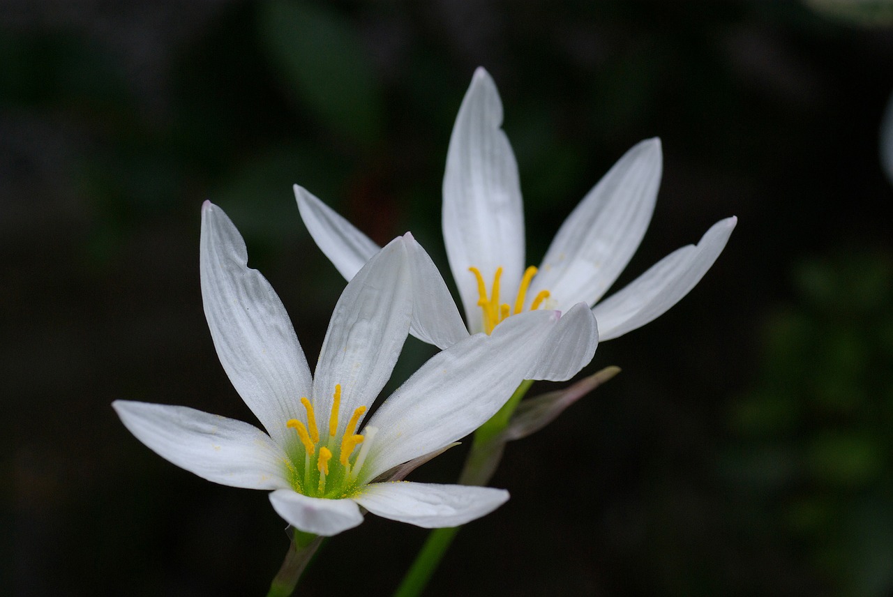 flower blossoms petals free photo